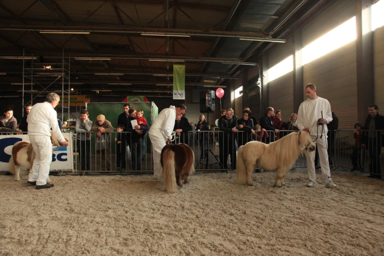 two men in white standing near a row of animals