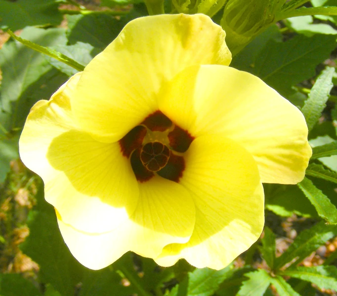 a close up of a yellow flower with many leaves