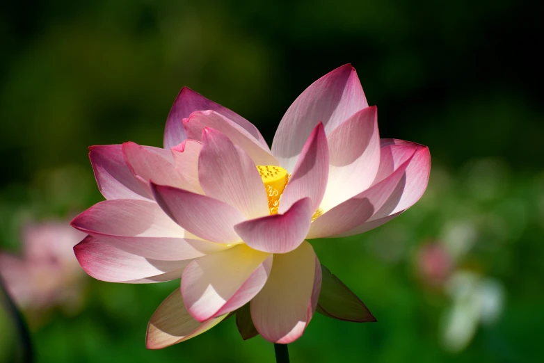 pink lotus sitting in a pond of water