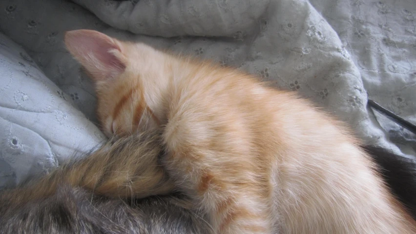 a small kitten sleeping on a bed with white sheets