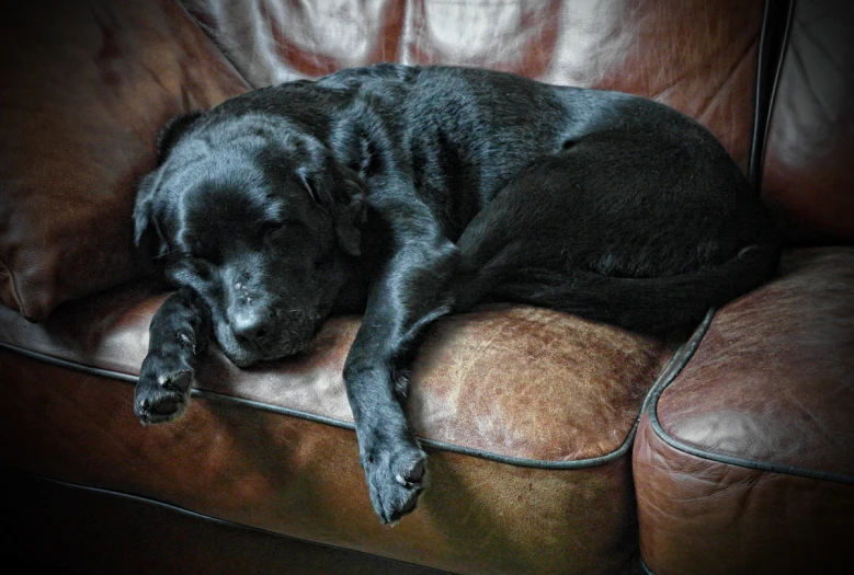 a black lab laying on a couch asleep