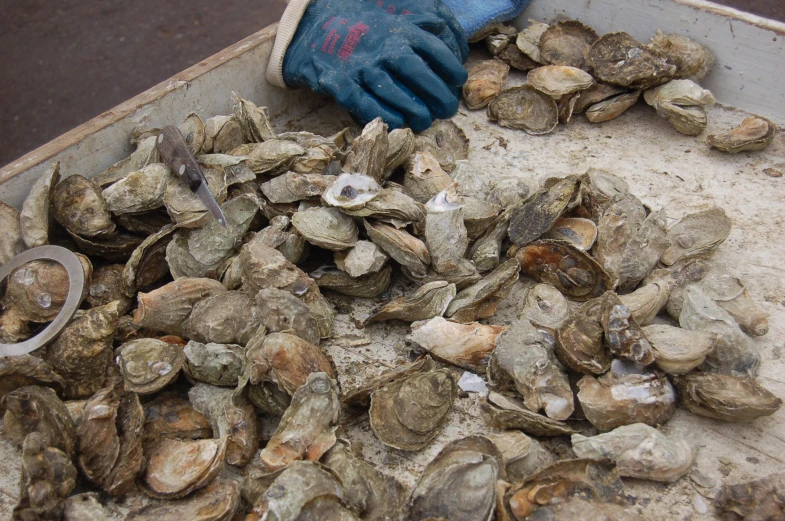 pile of shell clams on a sandy beach next to blue gloved hands