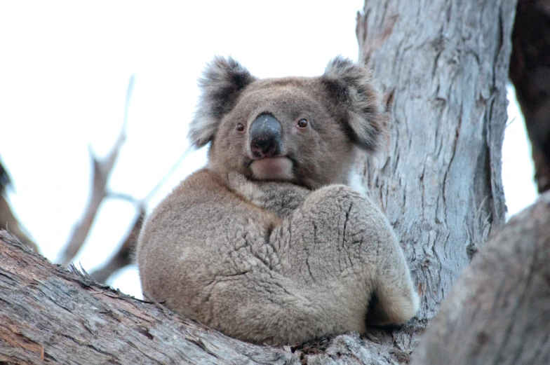 an adorable koala resting on the trunk of a tree