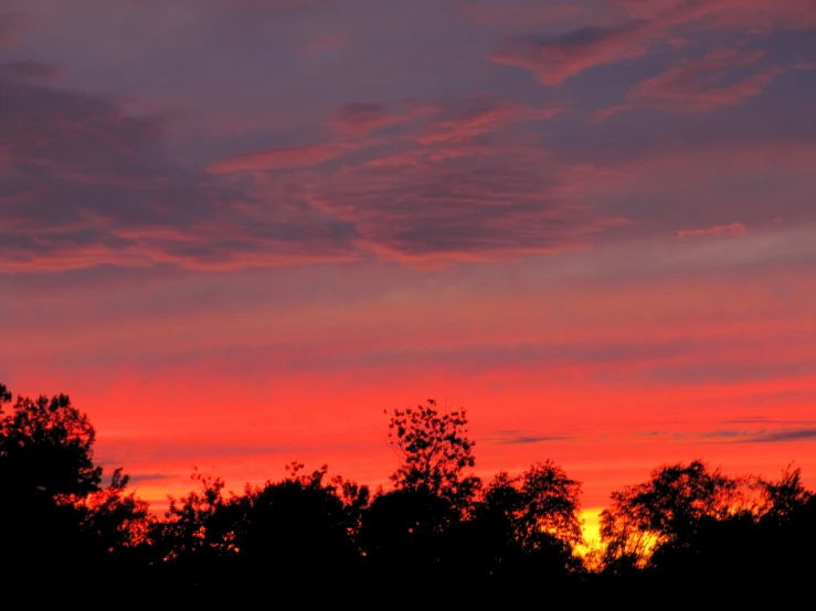 a couple of trees that are under a sky