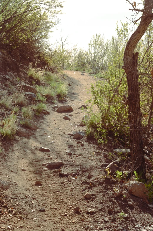 a very big nice dirt road by some trees