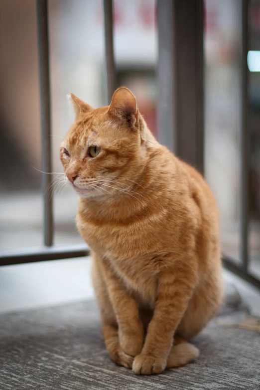 an orange tabby cat sitting on a grey carpet