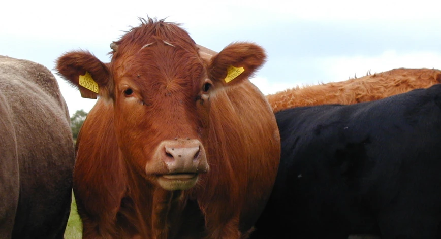 a couple of cows that are standing in the grass