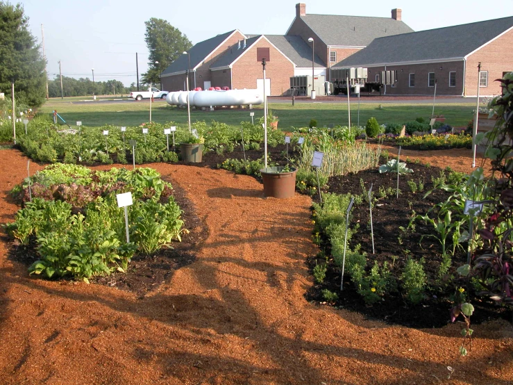 a garden with raised beds full of different plants