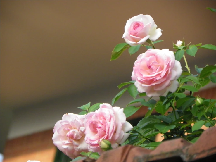 pink roses on bush in window in day