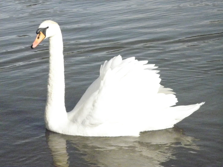 a white bird floating on top of a lake