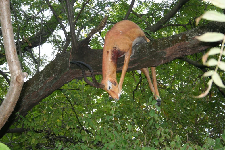 an animal that is standing on a tree limb