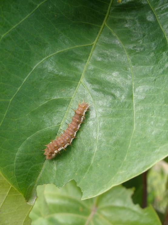 the caterpillar is standing on the leaf