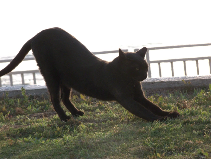 a black cat standing on a lush green field