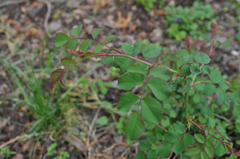 a picture of leaves in the woods, the leaves look like leaves