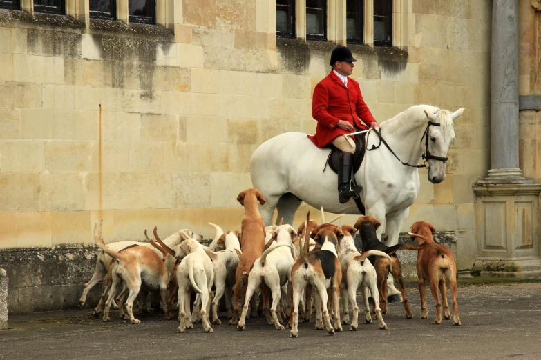 a man in red jacket on white horse surrounded by dogs