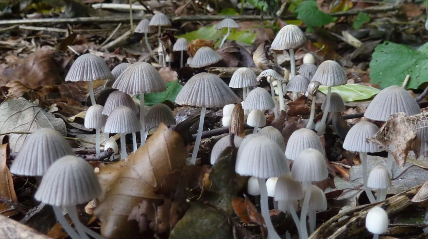 small white mushrooms clustered together in a field