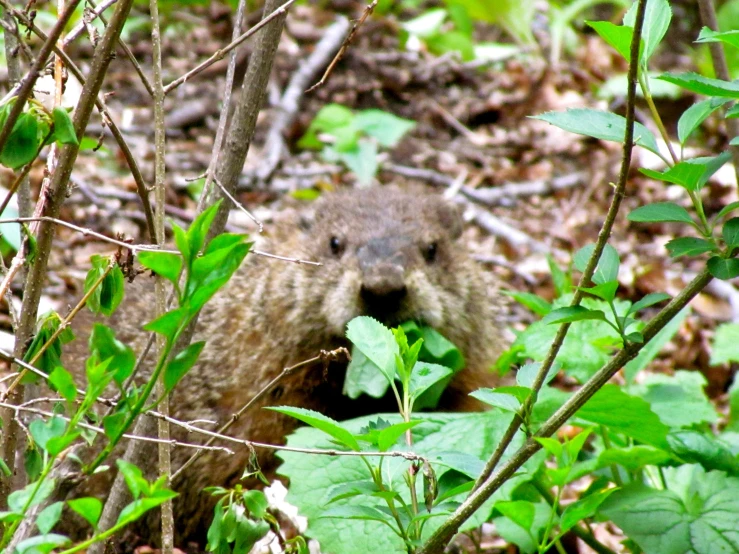 a large rodent is seen in the woods