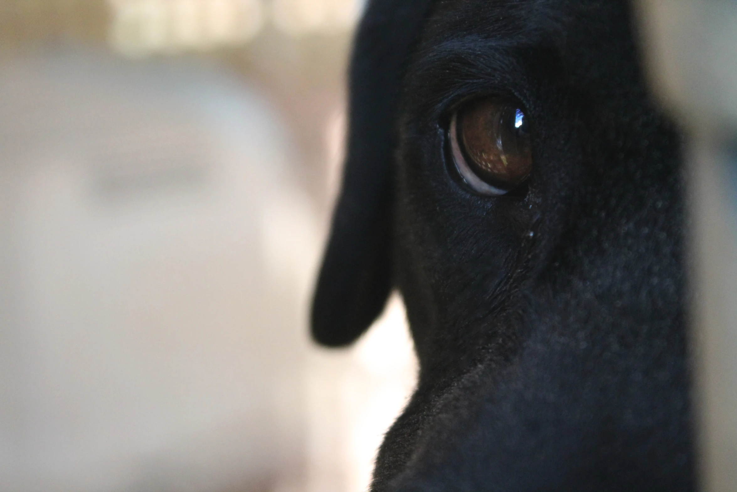 the side of a dog's face with his eye partially closed