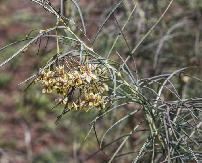 a close - up of flowers growing from a thin tree nch