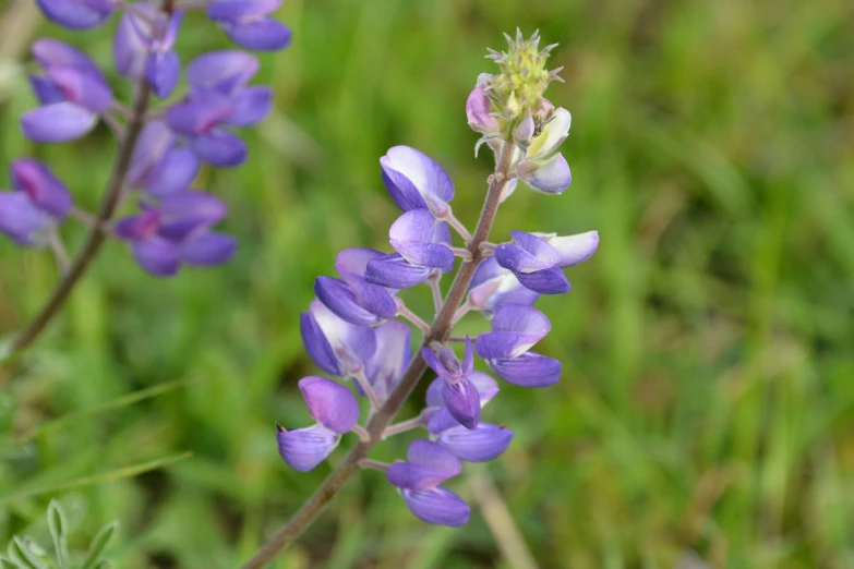 the bright purple flowers are very small