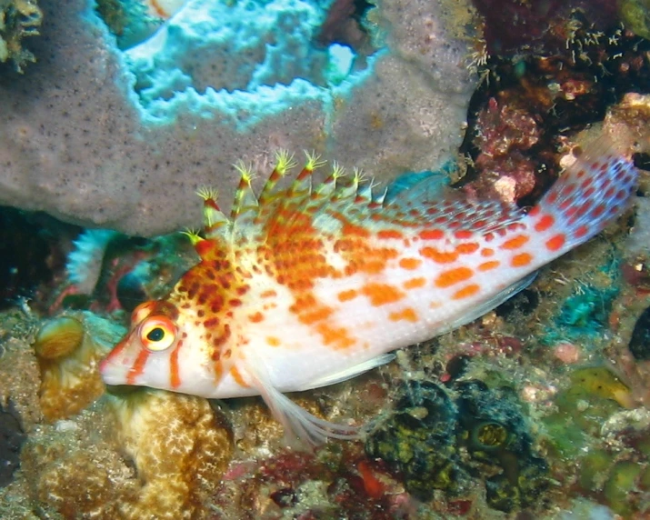 a close up of a white fish on the water