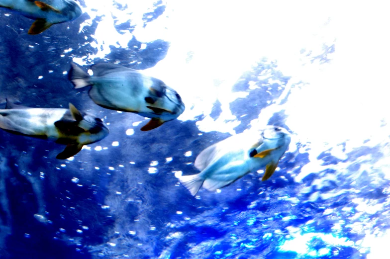 four different kinds of fish swimming together