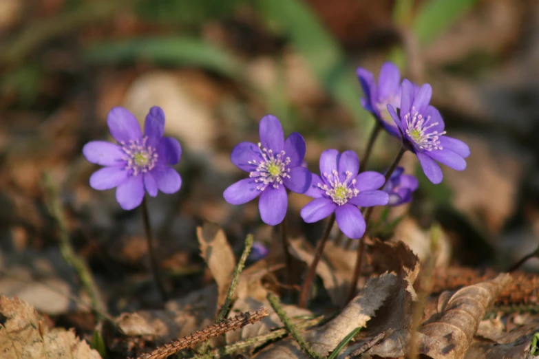 a group of small purple flowers sitting on top of leaves