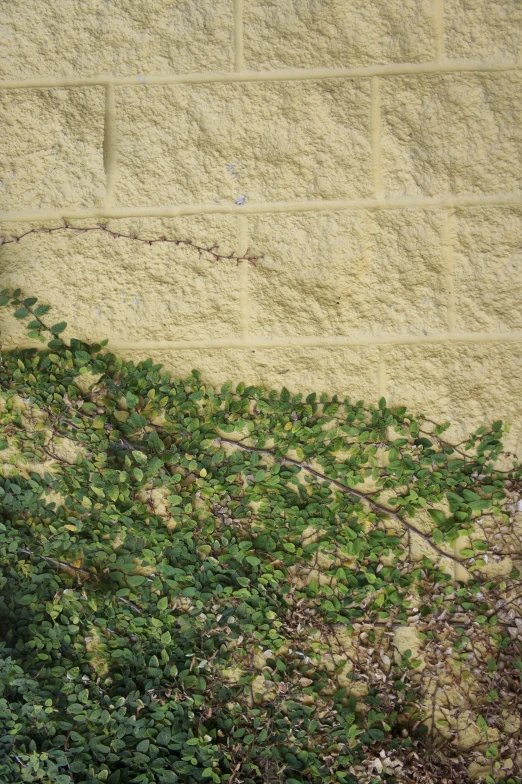 a wall covered in leaves next to a fire hydrant