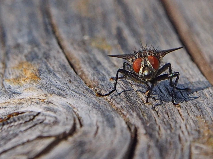 a close up of a fly on a wooden surface