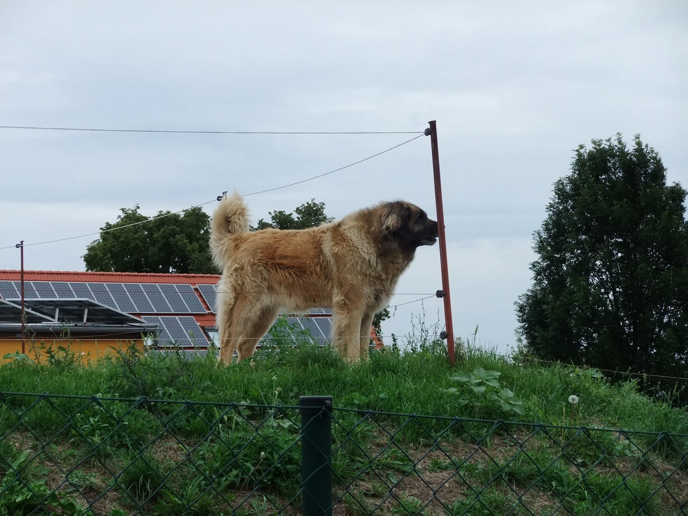 a dog standing on the grass next to a fence