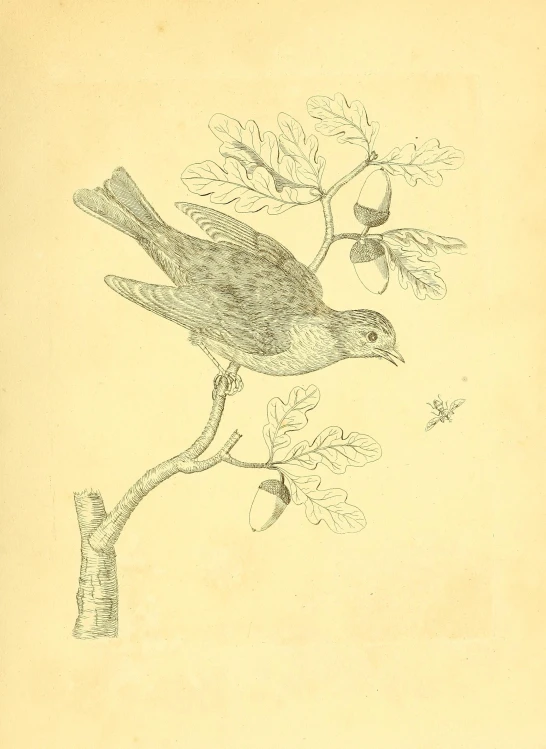 a black and white drawing of a bird on a nch