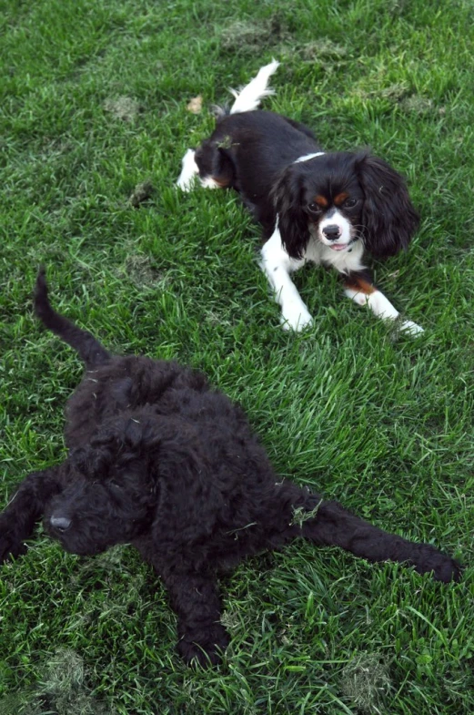 two dogs laying in the grass, one has a nose to ear with another dog's head