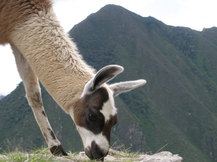 the llama is eating grass next to a mountain