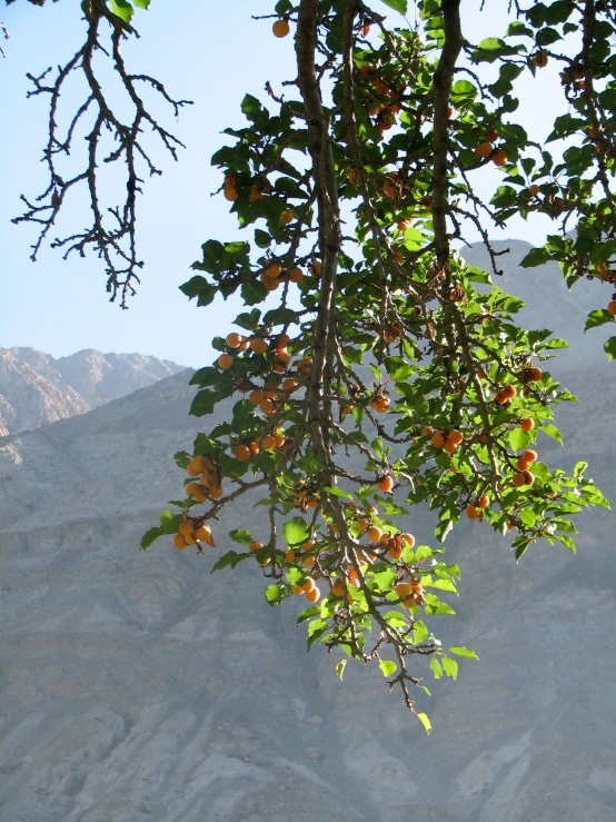 the nches of a tree with fruit growing on them