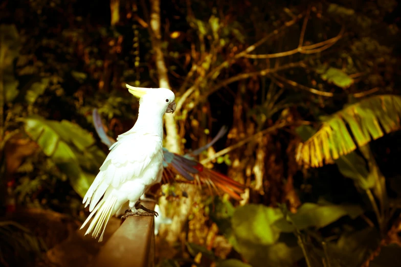 a white bird sitting on top of a hand