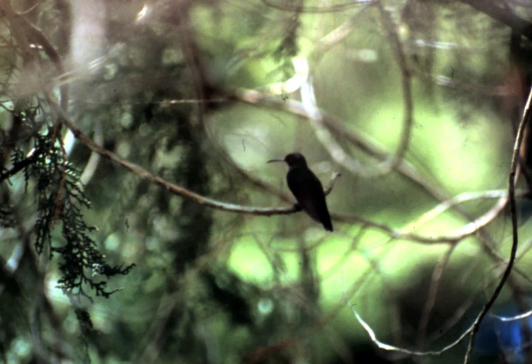 a bird sits on a nch with no leaves