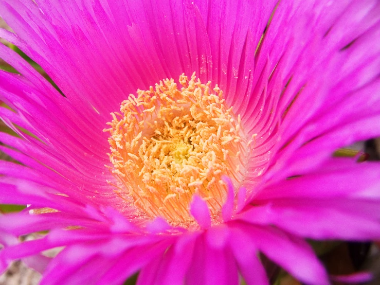 close up view of a bright pink flower