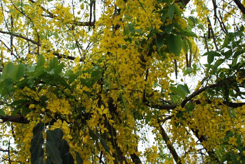 a yellow flower covered tree nch with several leaves