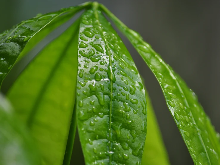 a closeup of some green leaves with drops of water on it