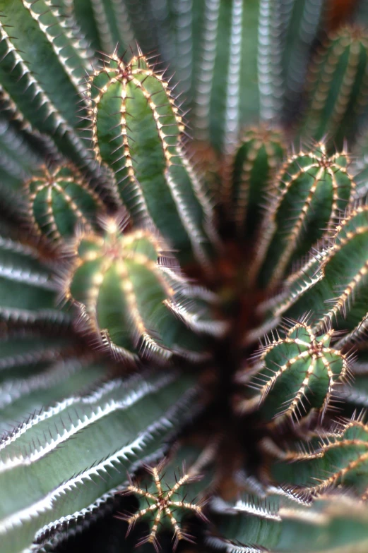 an image of a plant that looks like a heart