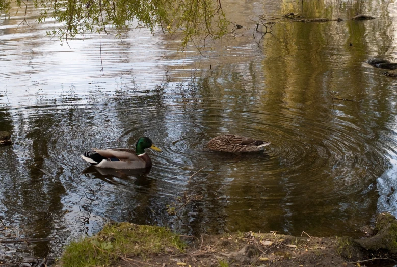 two birds on water with trees in the background