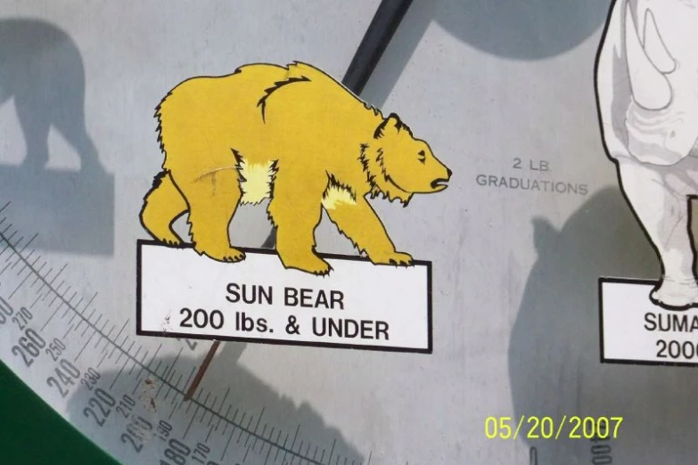 a bear and a bear on a clock