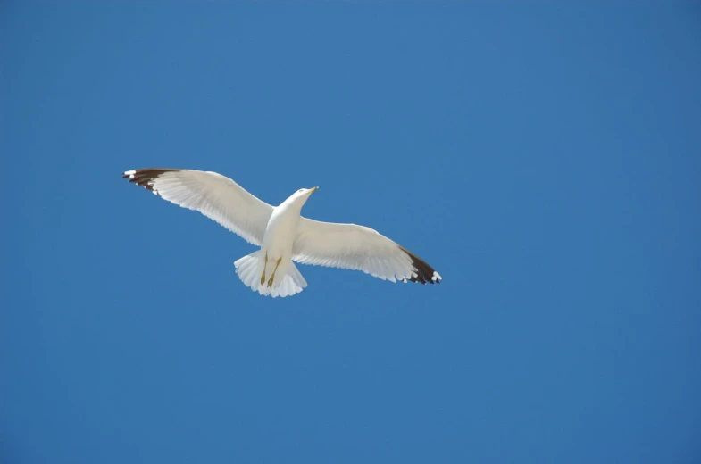 a white bird flies in the blue sky