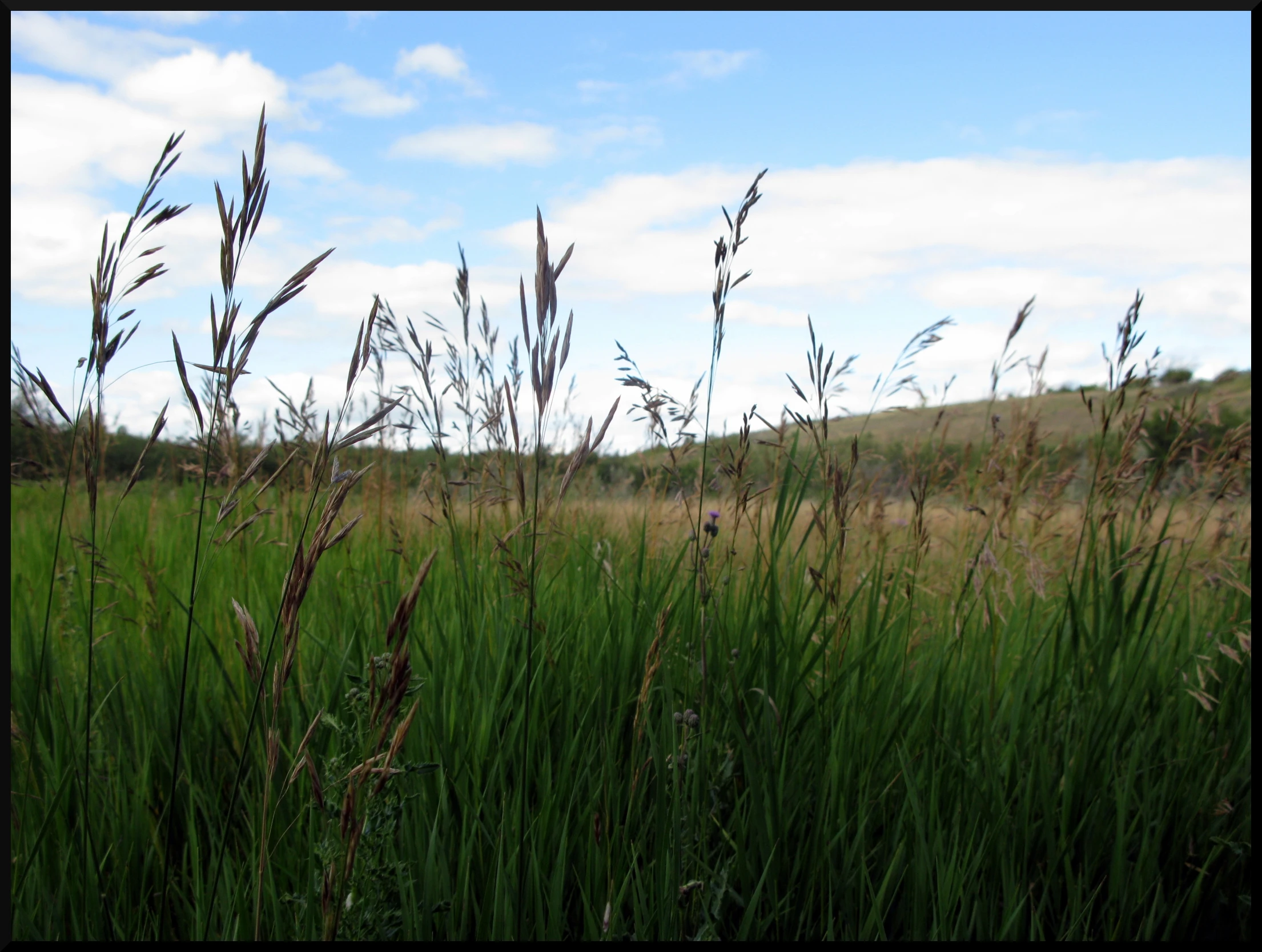 tall grasses are in the background, with blue skies in the background