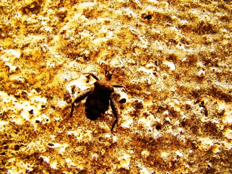 a close up view of a spider on a wall