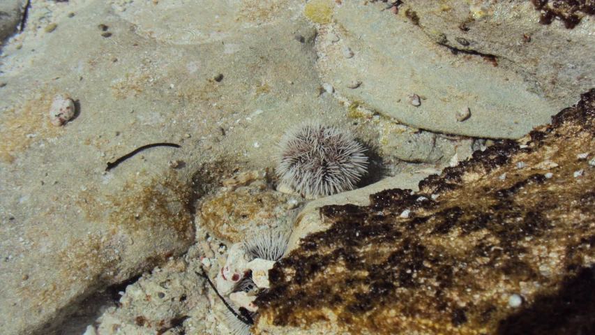 a weird thing sitting on the beach next to some rocks