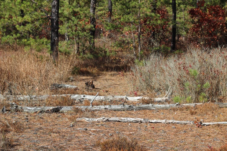 the bear is standing in the middle of the woods