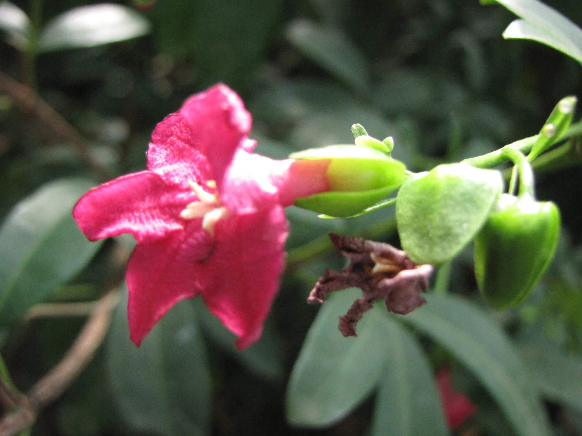 an unripe red flower is blooming in a forest