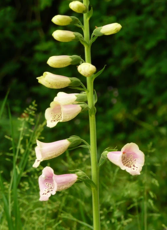 a close - up of a tall plant with flowers near the ground
