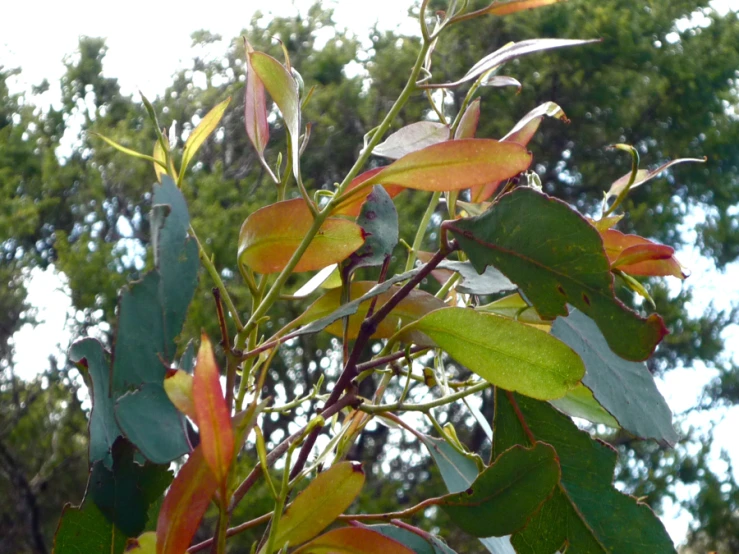 a close up of a tree with green leaves